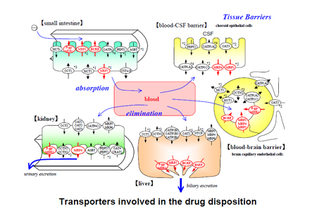 药物转运体在药物吸收、、、漫衍、、、代谢、、、渗透中的作用
