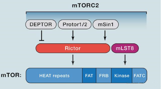 mTORC2的组成卵白主要有Rictor、、mSin1、、mSLT8和Protor等