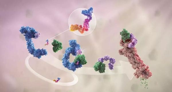 卵白降解剂（多色）连系了1个靶卵白（绿色）和1个E3泛素毗连酶（蓝色），，驱动基于卵白酶体（橙色）的靶卵白泛素化（紫色）和降解。。