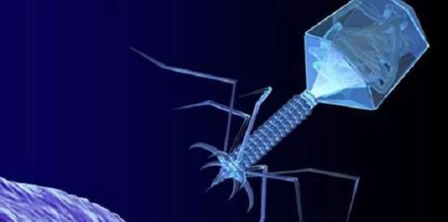 噬菌体疗法、、、溶瘤病毒，，以及构建细胞表达载体的病毒转染因子等都体现出病毒对人类善良温顺的一面