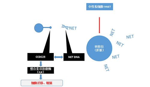 除了纯粹的捕获，NET DNA与CCDC-25的连系还增强了癌细胞的侵袭行为，增进了癌症的肝转移。。