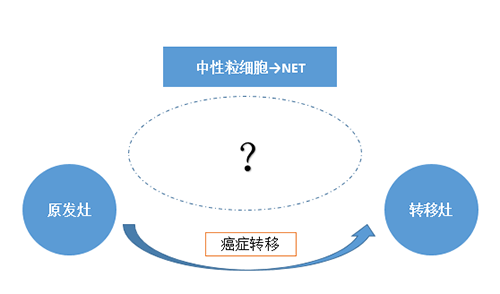 NET可能会通过某些方式“捕获”或“叫醒”癌细胞，从而造成癌细胞的迁徙。。