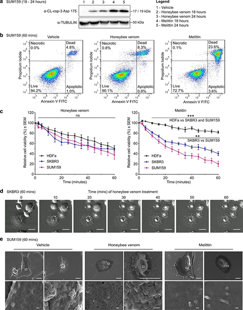 蜜蜂毒液和蜂毒肽可诱导乳腺癌细胞殒命