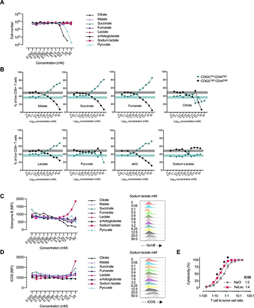 中央碳代谢物会改变CD8 + T细胞效应子的漫衍（泉源：：e Life）