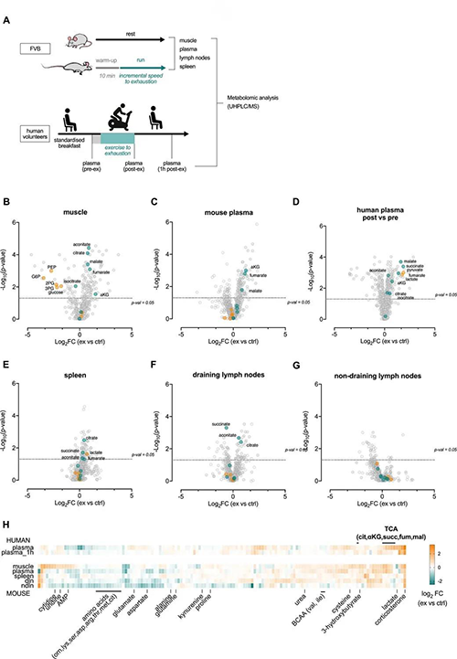 急性运动会改变血浆和淋巴器官的代谢状态 （泉源：：e Life）