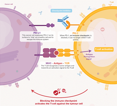 饿了吗？？饿一饿原来可以辅助PD-1抑制剂肿瘤免疫治疗 