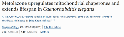来自日本大阪市立大学的科学家搜索了现有药物的化学“文库”，，，他们发明一种名为美托拉宗的抗高血压药可延伸秀丽隐杆线虫的寿命，，，标记着抗朽迈药物开发的第一步