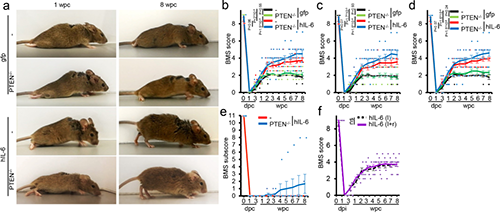 Hyper-IL-6增进功效恢复(泉源：：：Nature)