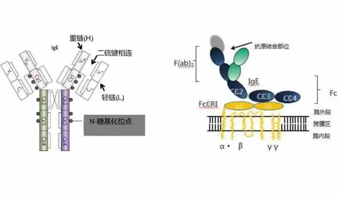 EBET易博助力 | 济民可信lgE抗体药物JYB1904获批临床