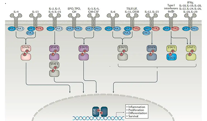 精准建模，，掌握解开自身免疫性疾病治疗研究的钥匙
