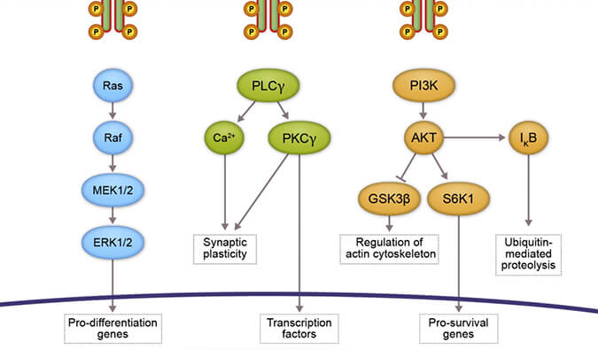 EBET易博助力 | 睿跃生物1类新药 TRK降解剂CG001419获批临床