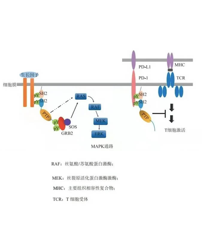 EBET易博助力凌达生物SHP2变构抑制剂RG001片获批临床.jpg