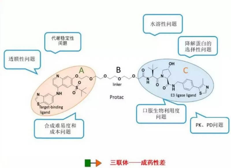 PROTAC分子量较大，消融性较差.jpg