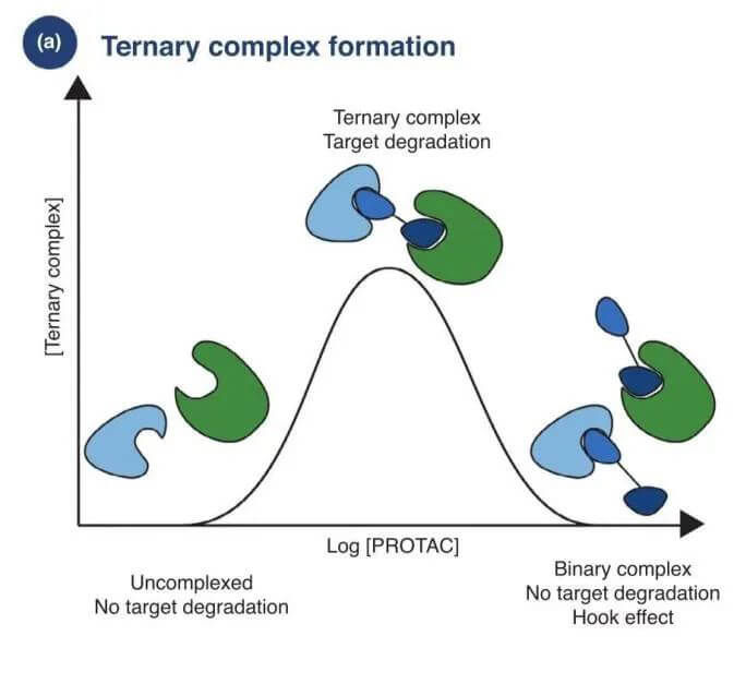 PROTAC袒露量过高会形成钩子效应.jpg