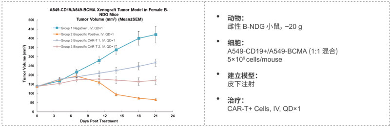 双特异性CAR-T药效研究：CD19-BCMA.jpg