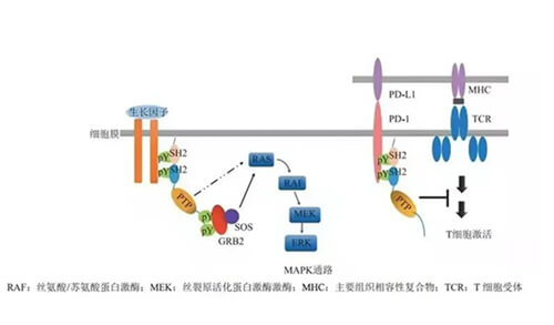 EBET易博助力凌达生物SHP2变构抑制剂RG001片获批临床.jpg