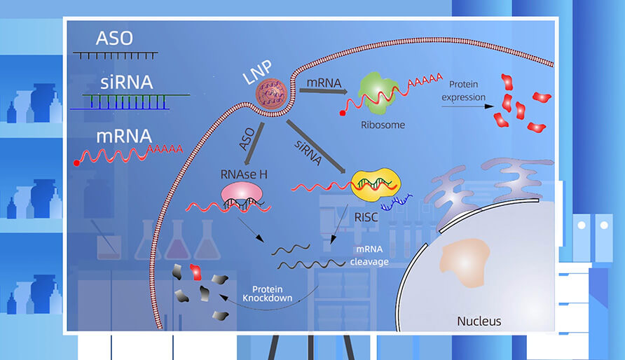 核酸药物的作用机制主要有哪些？
