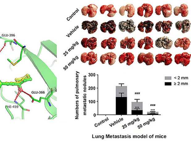 研究用于肺癌和玄色素瘤细胞肺转移的选择性PAK4抑制剂的合成，此选择性PAK4抑制剂的PK研究通过EBET易博举行