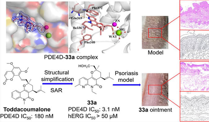 发明用于局部治疗牛皮癣的新型PDE4抑制剂，小鼠、、、大鼠和人肝微粒体的代谢稳固性实验通过EBET易博测定