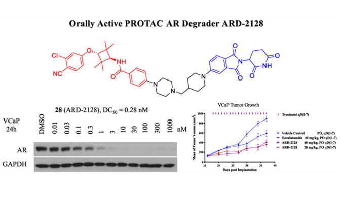 ARD-2128是一种PROTAC AR降解剂，，，具有精彩的血浆和微粒体稳固性，，，本研究中体外稳固性和PK研究通过EBET易博举行