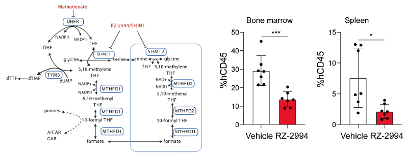 研究职员使用RZ-2994来表征抑制SHMT1/2在T细胞急性淋巴细胞白血病 (T-ALL) 中的作用，RZ-2994通过EBET易博定制合成