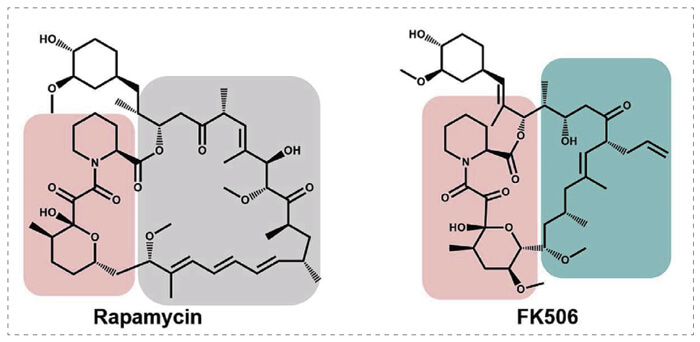 5-雷帕霉素、FK506-诱导的-FKBP-卵白质相互作用.jpg