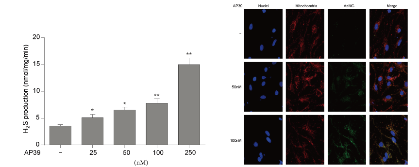 AP39是一种新合成的线粒体靶向的H2S供体，，本研究中AP39通过EBET易博设计和合成