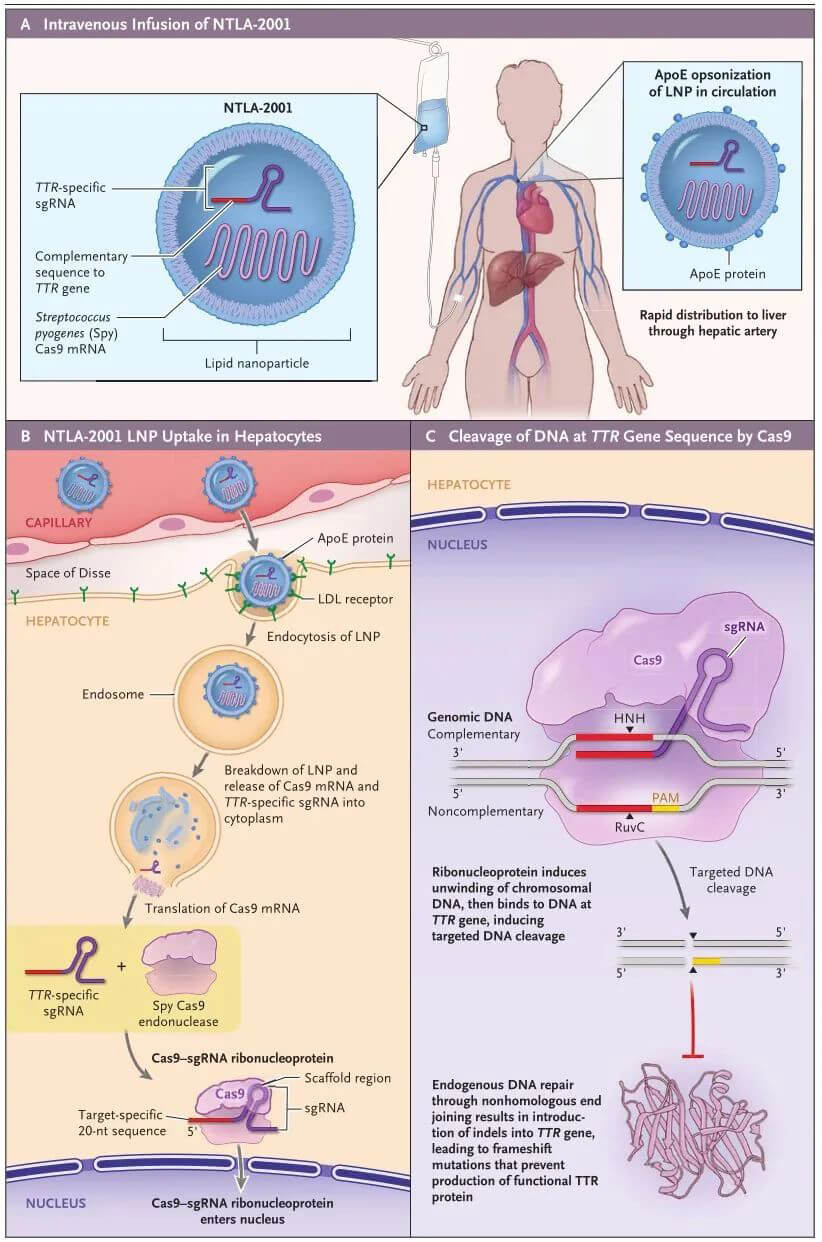 NTLA-2001的作用机制（泉源：新英格兰医学杂志）.jpg