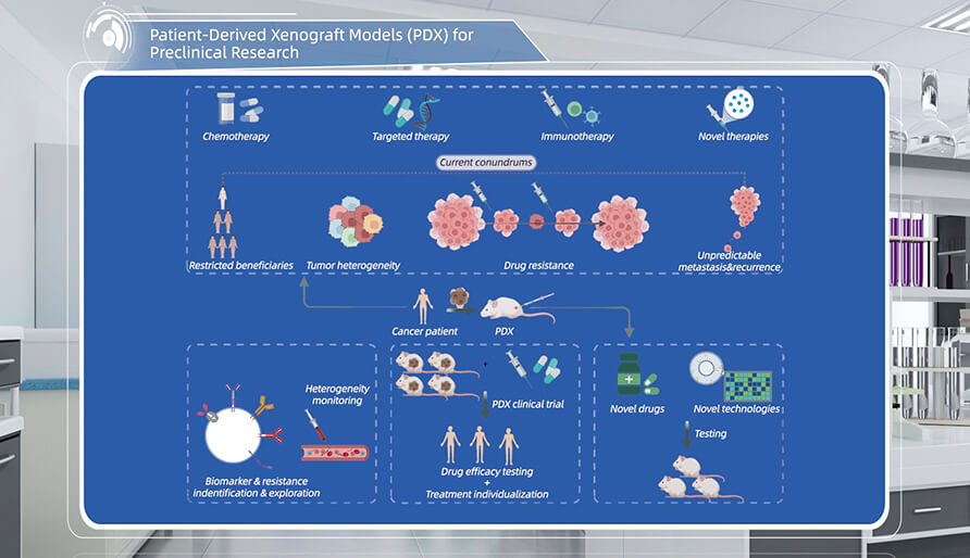 什么是临床前研究的PDX（人源肿瘤异种移植）模子？？