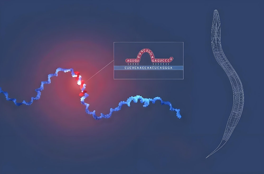 miRNA成诺贝尔奖明星分子，，，EBET易博正全速赋能核酸药物研发