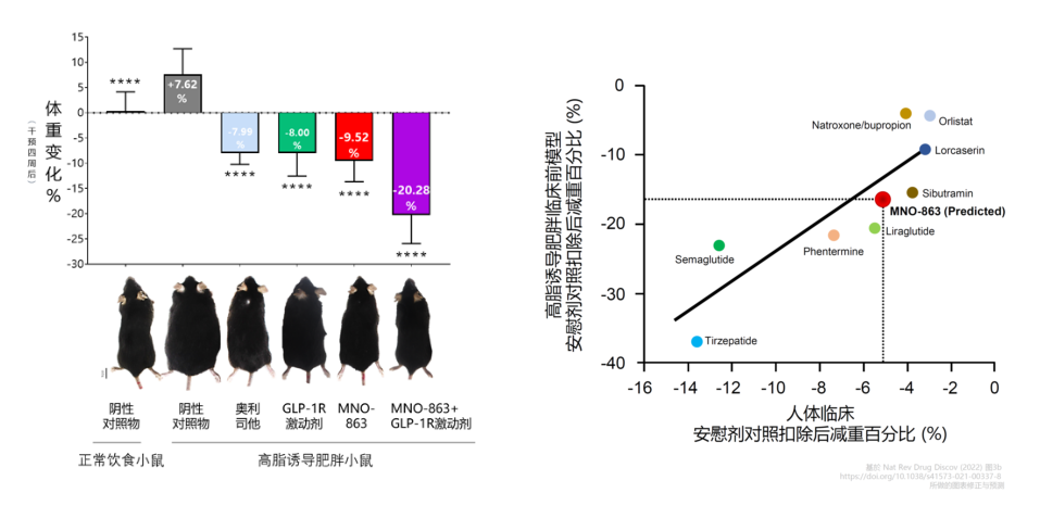 4周降低近10%体重！EBET易博助力慕恩生物MNO-863活菌生物药获批临床