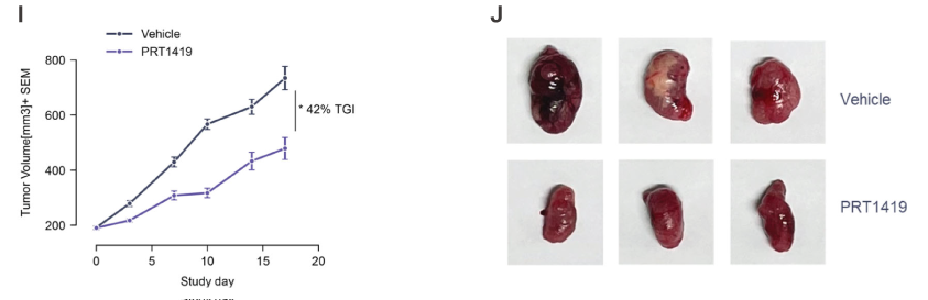 MCL1抑制剂在多种实体瘤和血液肿瘤模子中显示抗肿瘤效果，，本研究中药效实验通过EBET易博举行