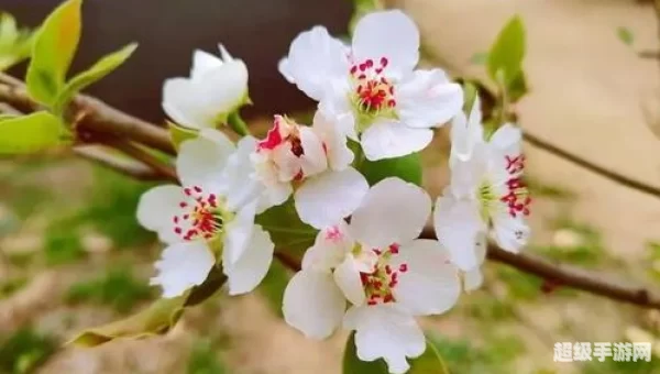 以下涉及梨花的诗句中